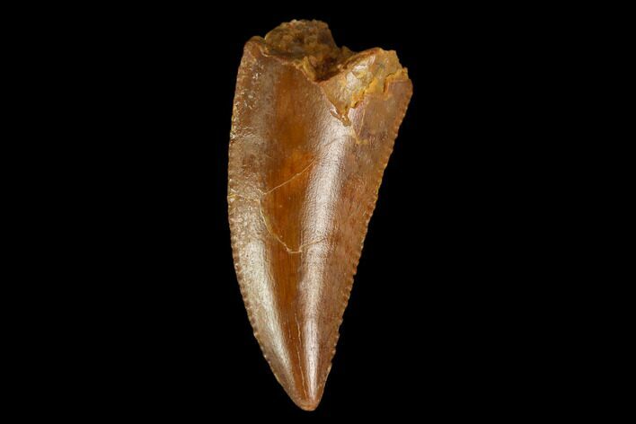 Serrated, Raptor Tooth - Real Dinosaur Tooth #127067